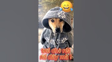 Cười sặc sụa với cún cưng đáng yêu #petsandghosts #funny #animals #cute #paranormal @Vunghiavlog