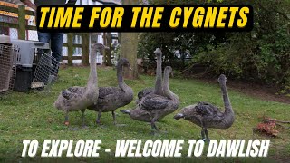 Ophaned Cute Black Swan Cygnets Released in to Dawlish  8K Video