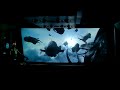 【4K 2160p・2025追加ルート】スター・ツアーズ：ザ・アドベンチャーズ・コンティニュー (東京ディズニーランド)