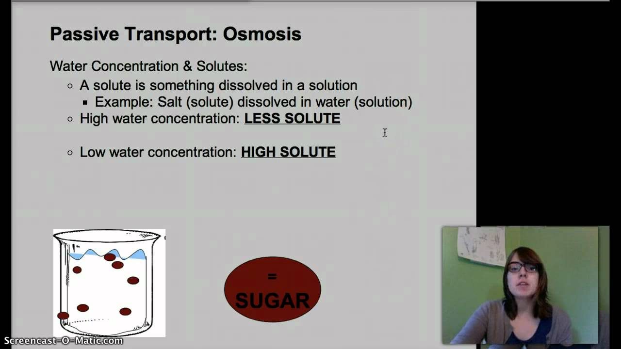 Cell Transport - Mr. Rott's Science Room