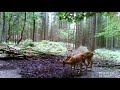 Wildkamera Aufnahmen aus dem heimischen Wald, Tiere in freier Wildbahn
