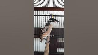 Masteran Cendet Terbaru 2024