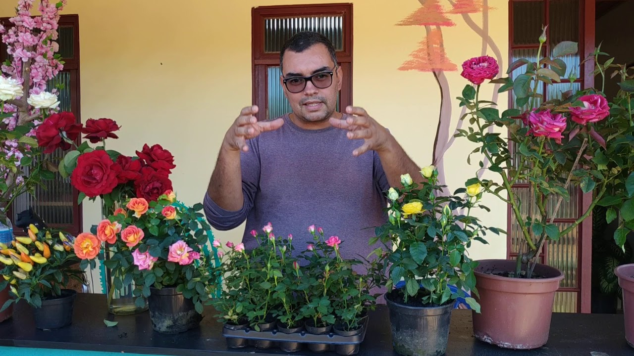 Roseiras e seus cuidados