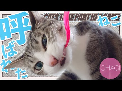 呼ばれた猫