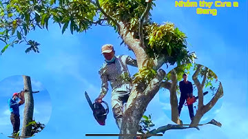 Nhóm a Sang đệ tử vua Khỉ Miền Tây cưa những cây xoài tại Mỹ lợi a cái Bè Tiền Giang