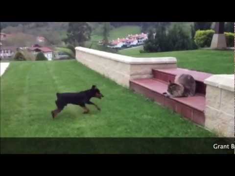 dog and cat playing :: perro y gato jugando