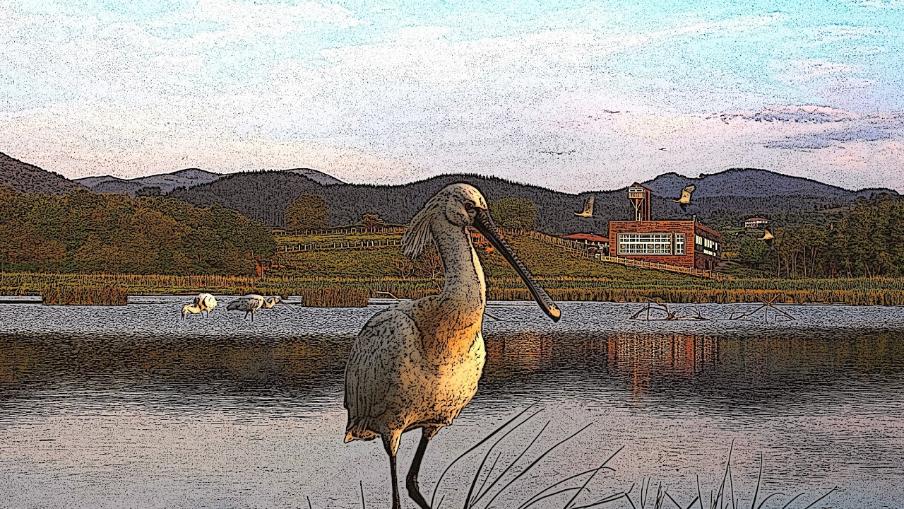 Emisión en directo de Urdaibai Bird Center