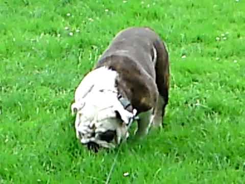 Bean Thinks she's a Cow Part I bulldogs game