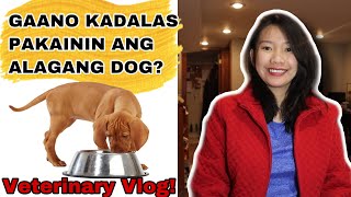 How Often Should Dogs Eat? Doc Mj Veterinary Vlog