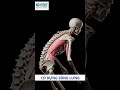 Cơ dựng sống lưng: Nguyên nhân yếu, dấu hiệu và cách khắc phục
