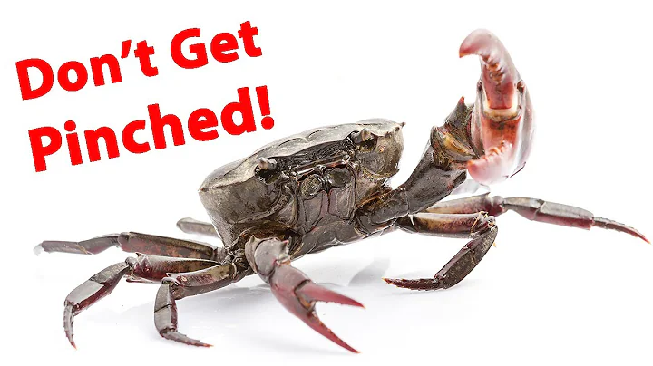 How To Rig Fiddler Crabs For Sheepshead, Redfish & Black Drum