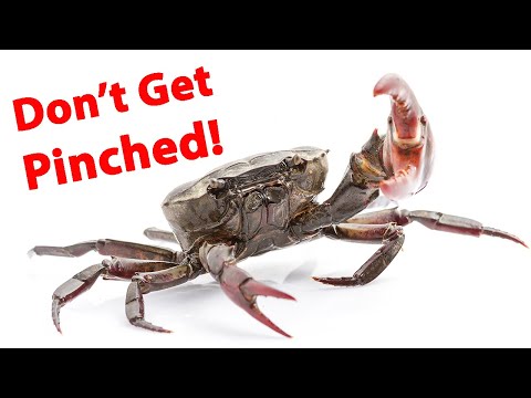 Vidéo: Comment Faire Une Collation Au Crabe Rafaello