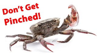 How To Rig Fiddler Crabs For Sheepshead, Redfish & Black Drum