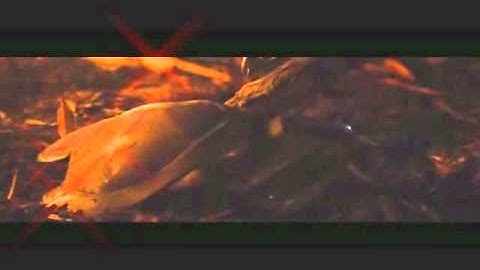 Predators fanfiction Royce/Isabelle