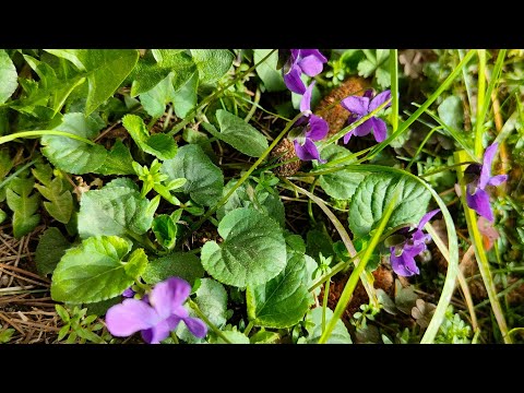 Звонки Перемен