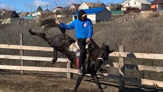 Как научить лошадь стоять спокойно во время посадки.