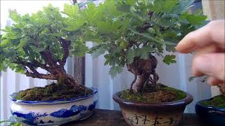 видео: Бонсай и заготовки на улице лето 2022 год часть 3 Bonsai and blanks on the street summer 2022 part 3 картинка: Бонсай и заготовки на улице лето 2022 год часть 3 Bonsai and blanks on the street summer 2022 part 3