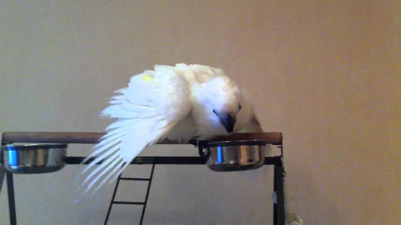 попугай матюкается. попугай жако матерится. попугай жако рико. попугай ругается видео. попугай ругается.