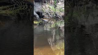 Alligator's Favorite Spot in Econlockhatchee River is Below Leaning Tree with Erosion!