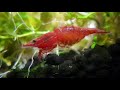 Pregnant cherry shrimp