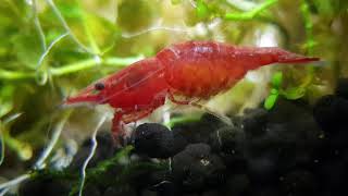 Pregnant cherry shrimp