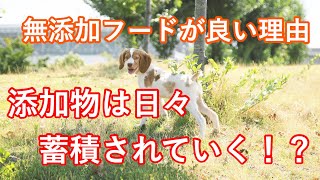 ドッグフード【通販】保存料・香料・着色料不使用　総合栄養食