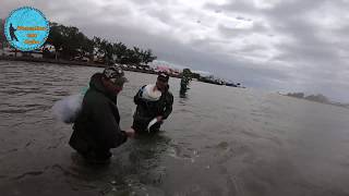 PESCA DE TARRAFA- Pesca com Auxilio do BOTO ( Golfinho )
