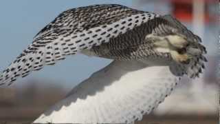 Winter with Owls.flv by RobGazdaPhotography 786 views 12 years ago 3 minutes, 44 seconds