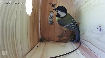 From the empty nest box to the hatching of the chicks live video of the nest in time-lapse #cute