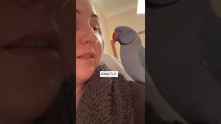 I let Ham stay, also THANK YOU for 60k subscribers!!!! #parrot #austrailian #birds