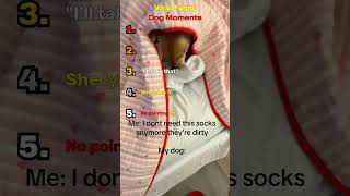 Viral Funny Dog Moments