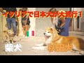 [Beloved Japanese dogs ❤️] Akita and Shiba Inu are loved in Italy ♪