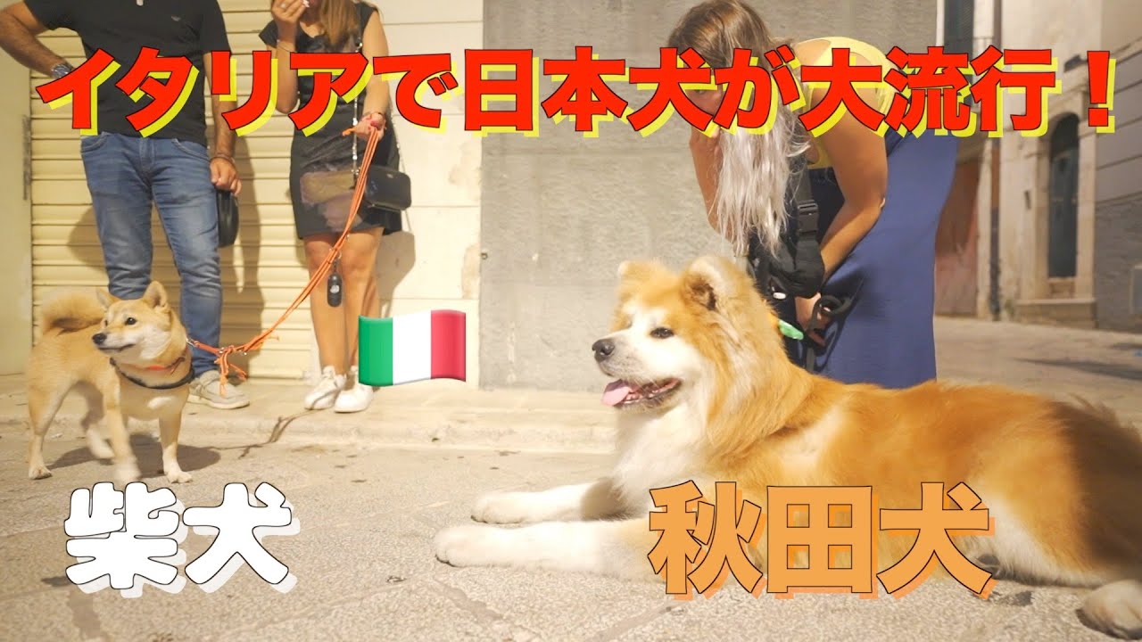 [Beloved Japanese dogs ❤️] Akita and Shiba Inu are loved in Italy ♪