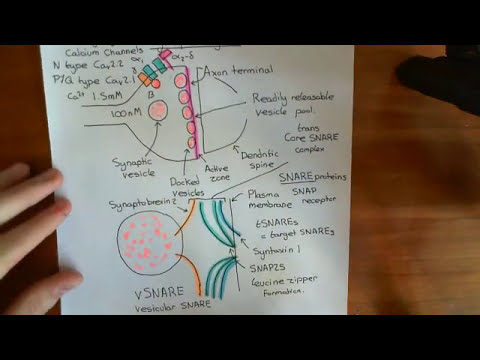 Introduction to Synaptotagmin Part 2