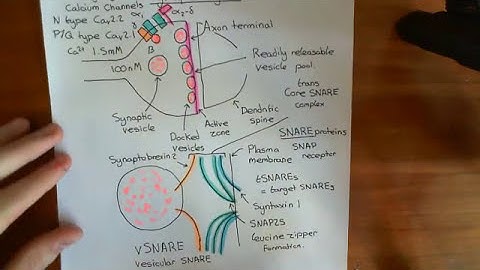 Introduction to Synaptotagmin Part 2