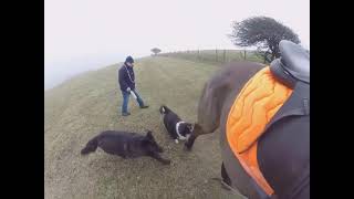 OUT OF CONTROL DOGS LEAVE HORSE DISTRESSED