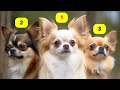 CHIHUAHUA TYPES - 5 TYPES OF CHIHUAHUAS