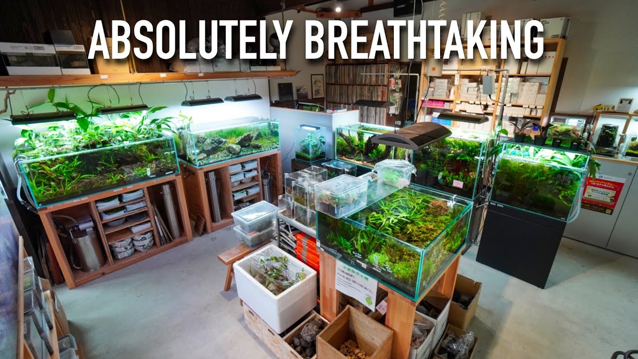 The Most Beautiful Aquascaping Store in Japan
