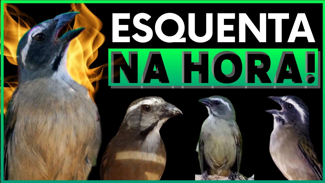 🏆TESTE AGORA!🔥 ESQUENTA NA HORA!! 🔥 Esquentar Trinca Ferro 🎯 Esquente Seu Trinca Ferro