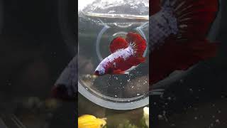 Red Dragon Betta Male 17 feb 2022