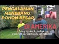 Cutting Down Dying Tree - (PART 1 of 2) - Indonesian Subtitles