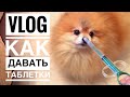 ВЛОГ ОЧЕНЬ НУЖНАЯ ВЕЩЬ ДЛЯ СОБАК