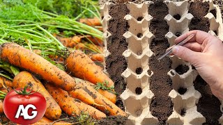 No more thinning and weeding, an ingenious way to sow carrots