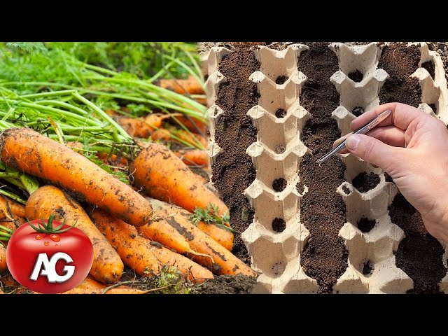 No more thinning and weeding, an ingenious way to sow carrots class=