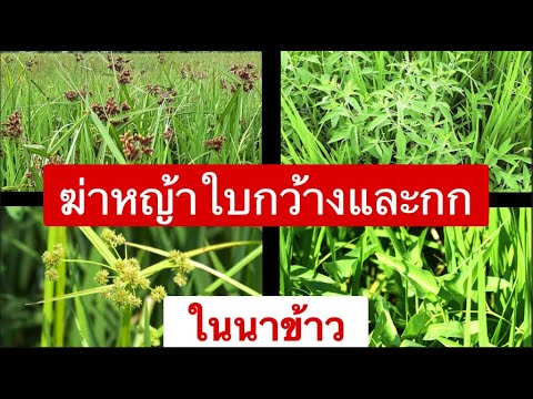 วีดีโอ: ต้นหญ้าแพมปัส - ฉันจะกำจัดหญ้าแพมปัสได้อย่างไร