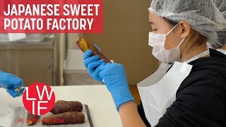 Making Hoshi-imo at a Japanese Sweet Potato Factory screenshot 5