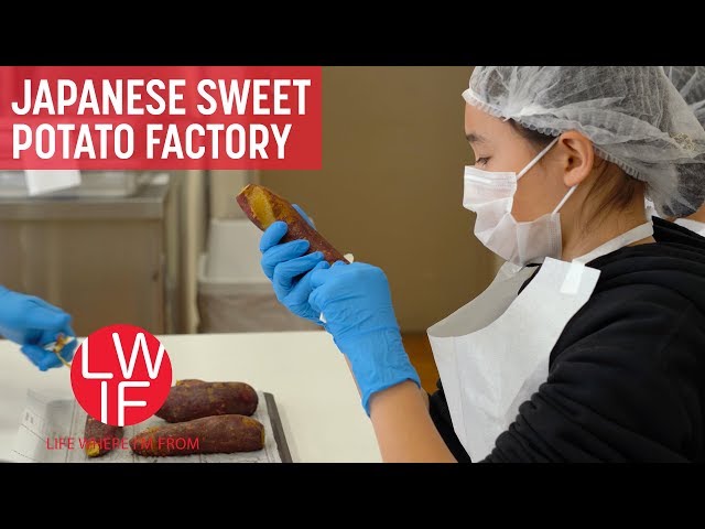 Making Hoshi-imo at a Japanese Sweet Potato Factory - YouTube