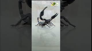 Melihat Lebih Dekat Kalajengking #shortsvideo #shorts