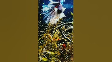 {وَاتَّقُوا يَوْمًا لَّا تَجْزِي نَفْسٌ عَن نَّفْسٍ}تلاوة قديمة للشيخ سعود الشريم |سورة البقرة