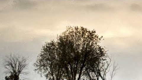 Scapular push ups and chest opening